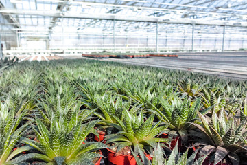 Fototapeta premium Haworthia is a large genus of small succulent plants, houseplants cultivated as decorative or ornamental flower, growing in greenhouse