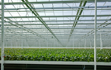 Agriculture in Netherlands, huge greenhouse with rows of growing chinese cabbage Bok choy, pak choi or pok choi