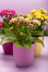 Three colors pots with thee colors medical houseplants kalanchoe with flowers close up on trendy pink background, bright colors concept