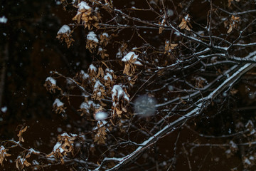 Snow covered tree leaves at night.