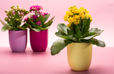 Three colors pots with thee colors medical houseplants kalanchoe with flowers close up on trendy pink background, bright colors concept