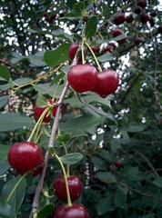 fruits 