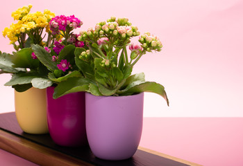 Fototapeta na wymiar Three colors pots with thee colors medical houseplants kalanchoe with flowers close up on trendy pink background, bright colors concept
