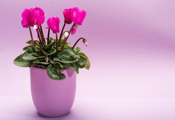 One pink cyclamen plant with flowers in lilac pot on trendy lilac background, copy space, close up,...