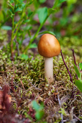 non specific nature forest bed details of foliage