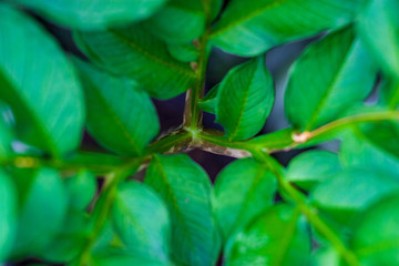 non specific nature forest bed details of foliage