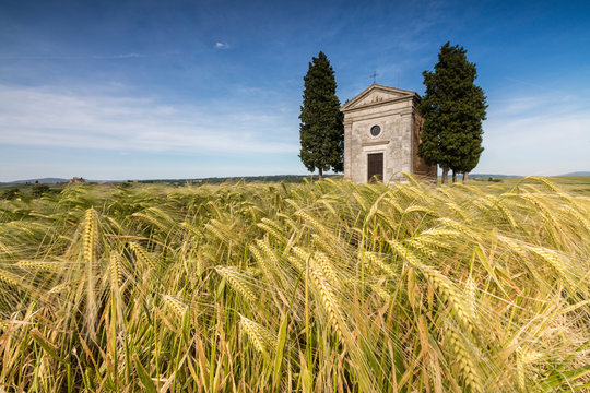 Fields of ears of corn on the gentle green hills of Val d'Orcia province of Siena Tuscany Italy Europe