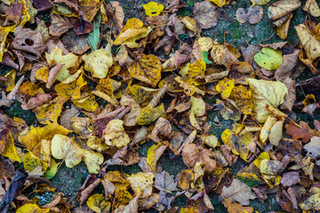 non specific nature forest bed details of foliage