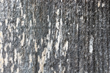 bark of a tree