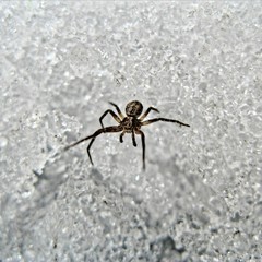 Tiny spider walking on ice macro