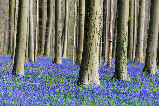 Purple carpet of blooming bluebells framed by trunks of the giant Sequoia trees in the Hallerbos forest Halle Belgium Europe
