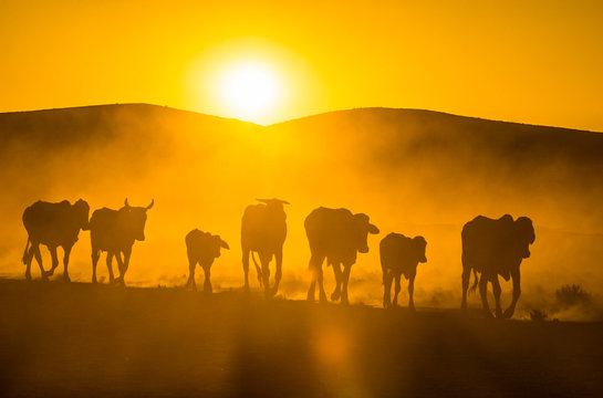 Backlight of cattle on its way home at sunset, Twyfelfontein, Damaraland, Namibia