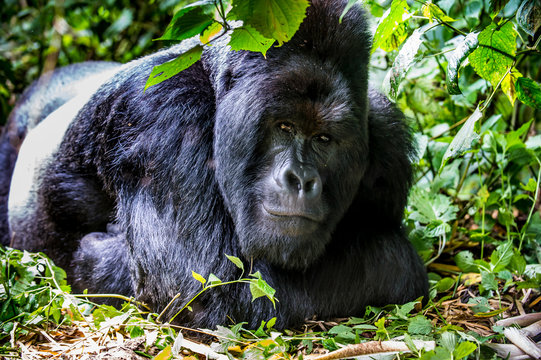 Silverback Mountain gorilla (Gorilla beringei beringei) in the Virunga National Park, Democratic Republic of the Congo