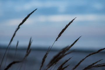 non specific nature forest bed details of foliage