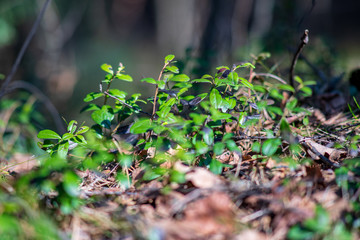 non specific nature forest bed details of foliage