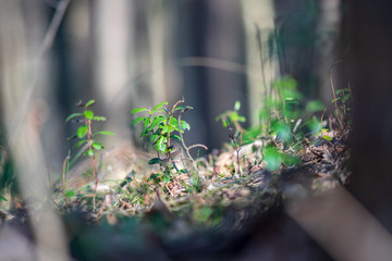 non specific nature forest bed details of foliage