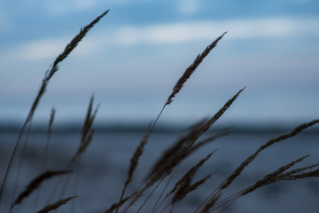 non specific nature forest bed details of foliage
