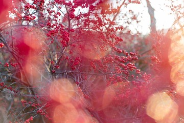 Bokeh Plantas