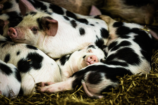 Sleeping piglets, Gloucestershire, England, UK