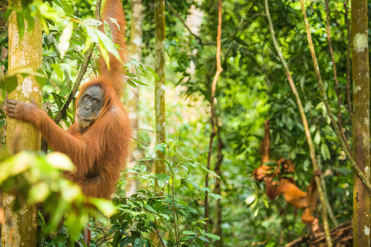 female Orangutan Sumatra with babies (Pongo abelii)