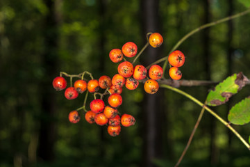 non specific nature forest bed details of foliage