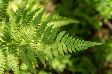 non specific nature forest bed details of foliage
