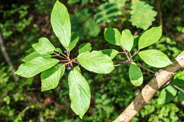 non specific nature forest bed details of foliage