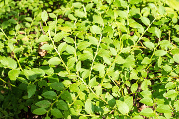Fototapeta na wymiar non specific nature forest bed details of foliage