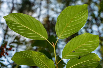 non specific nature forest bed details of foliage