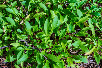 non specific nature forest bed details of foliage