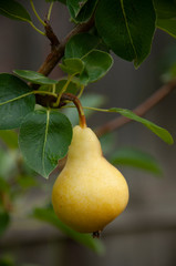 Pear Fruit Hanging from Tree
