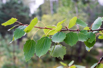 non specific nature forest bed details of foliage