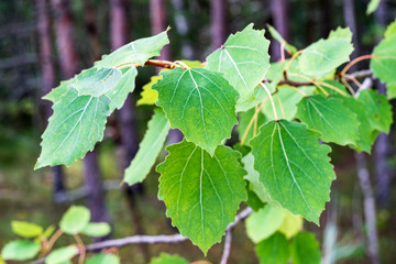 non specific nature forest bed details of foliage