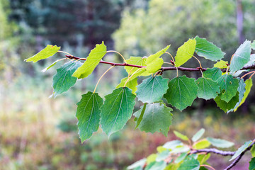 non specific nature forest bed details of foliage