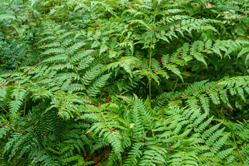non specific nature forest bed details of foliage