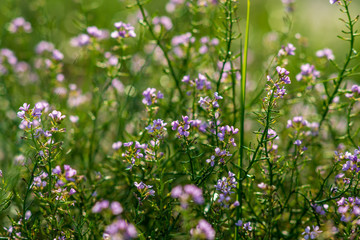 non specific nature forest bed details of foliage