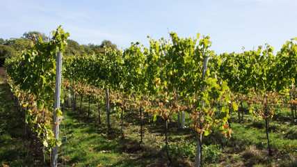 Fototapeta na wymiar grüner Weinberg mit reifen freigeschnittenen Weißweintrauben 