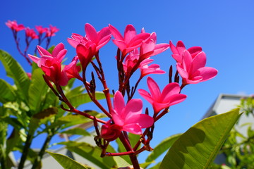 Obraz na płótnie Canvas Fragrant blossoms of white and pink frangipani flowers, also called plumeria and melia