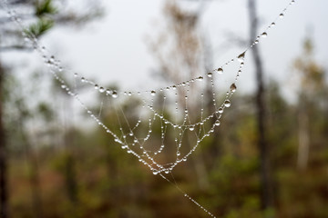 beautiful spider cob webs in swamp in late autumn with morning dev drops