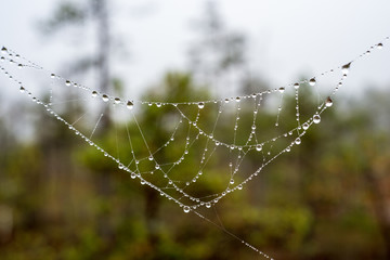 beautiful spider cob webs in swamp in late autumn with morning dev drops