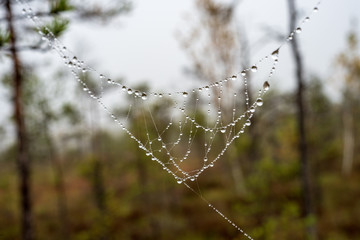 beautiful spider cob webs in swamp in late autumn with morning dev drops