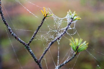 beautiful spider cob webs in swamp in late autumn with morning dev drops