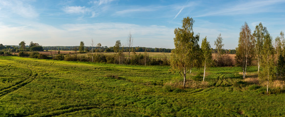 Fototapeta premium cultivated wheat field in summer