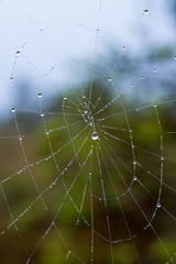 beautiful spider cob webs in swamp in late autumn with morning dev drops