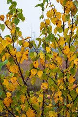 non specific nature forest bed details of foliage