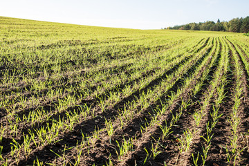 Fototapeta na wymiar cultivated wheat field in summer