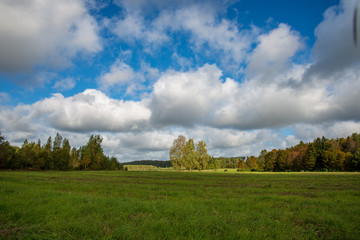 cultivated wheat field in summer