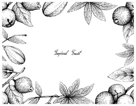 Tropical Fruits, Illustration Frame of Hand Drawn Sketch Lemon Guava or Psidium Littorale and Wild Papaya or Jacaratia Spinosa Fruits Isolated on White Background.