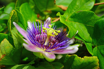 Purple and white flower of the passiflora caerulea vine