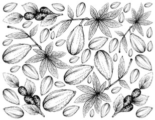 Tropical Fruits, Illustration Wallpaper of Hand Drawn Sketch Fresh Wild Papaya or Jacaratia Spinosa and Jujube, Lang, Chinese Date or Ziziphus Jujuba Fruits Isolated on White Background.